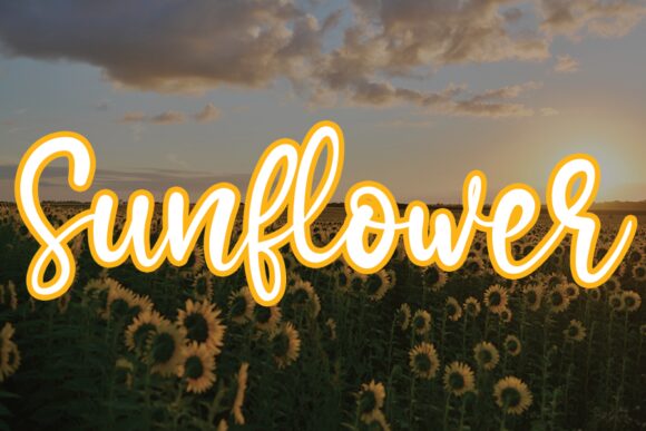 Sunflower Script Font alphabet preview